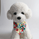 thumbnail image 5 of Bufanda de cabeza de perro verano lindo algodón suave cachorro gato bufanda lavable todos los días, accesorios ajustables para mascotas MFZFUKR CPB-DE-LYY1933-7, 5 of 5