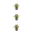 thumbnail image 3 of Decodeary Green Eco-friendly Artificial Money Tree In Pot Long-lasting Durability Realistic Appearance purple rose 3Set, 3 of 6