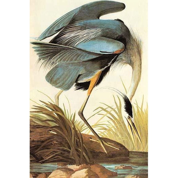 Great Blue Heron-Fine art canvas print (20" x 30")