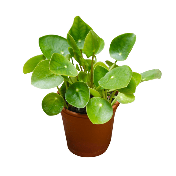 6 - 8'' Money Plant, Potted Chinese Money Plant, Pilea Peperomioides, Easy Care Houseplant, 4 Inches Pot