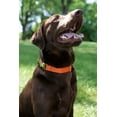 thumbnail image 3 of Country Brook Petz® Premium Nylon Dog Collar and Leash - Orange, Large, 3 of 7