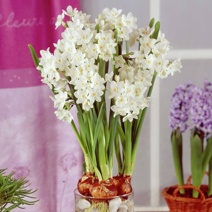 Van Zyverden Paperwhites Set of 12 Bulbs White Part Sun
