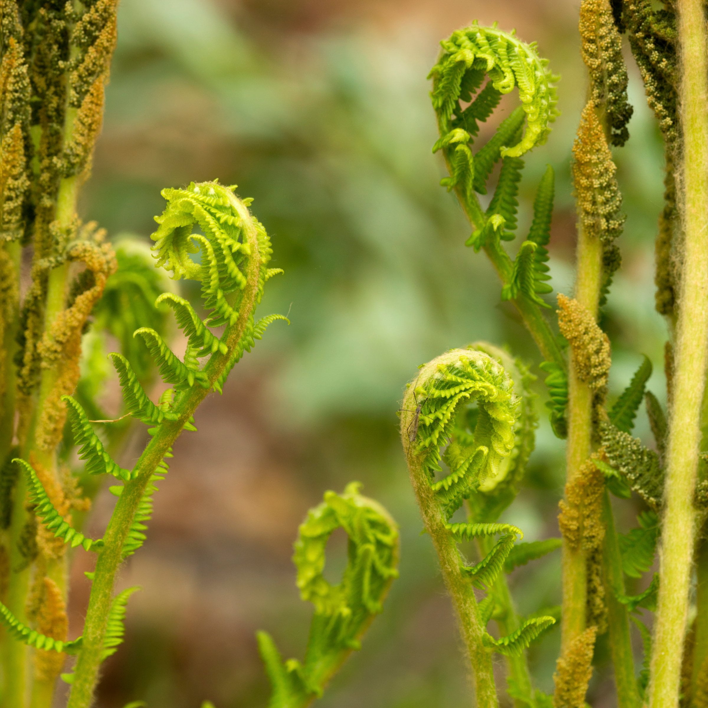 2.5 in Live Perennial Cinnamon Fern - 3 Piece
