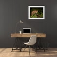 thumbnail image 3 of Galloimages Online 14x12 White Modern Wood Framed Museum Art Print Titled - Bobcat Kitten Poses On Log, 3 of 4
