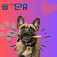 thumbnail image 2 of TQR BY FAKIRGEEK Placa DE IDENTIFICACIÓN Inteligente para Mascotas QR para Perro Gato- Bulldog Frances Etiqueta DE IDENTIFICACIÓN Accesorios Dije para Collar DE Mascota (Dorado, CAFÉ), 2 of 9