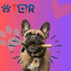 thumbnail image 2 of TQR BY FAKIRGEEK Placa DE IDENTIFICACIÓN Inteligente para Mascotas QR para Perro Gato- Bulldog Frances Etiqueta DE IDENTIFICACIÓN Accesorios Dije para Collar DE Mascota (Dorado, CAFÉ), 2 of 9