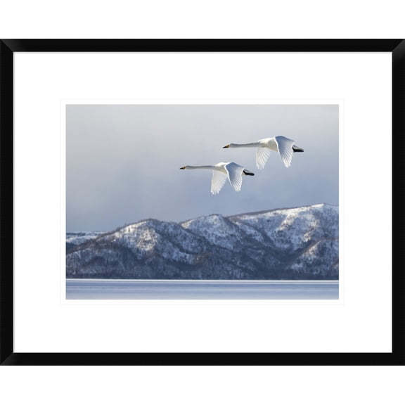 Global Gallery C.S. Tjandra 'Swan at Kussharo Lake' Framed Wall Art