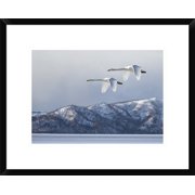Global Gallery C.S. Tjandra Swan at Kussharo Lake Framed Wall Art