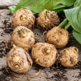 Calla Lily Bulbs- Easy Grow - Elephant, Ideal For Beds Borders, Plant ...