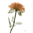 thumbnail image 2 of Koetsier, Albert 19x24 White Modern Wood Framed Museum Art Print Titled - Urban Rose 1, 2 of 4