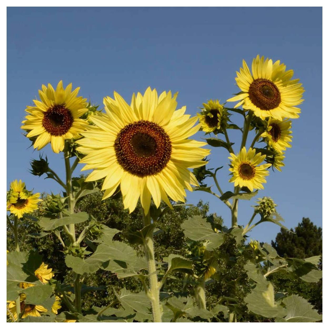 Everwilde Farms - 1 lb Lemon Queen Sunflower Garden Flower Seeds - Gold Vault Bulk Seed Packet
