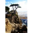 thumbnail image 2 of Hausenflock, Alan 13x18 Black Ornate Wood Framed with Double Matting Museum Art Print Titled - Lone Cypress I, 2 of 4