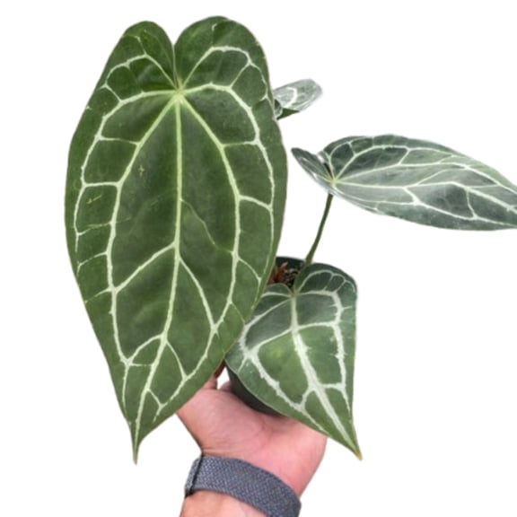 Anthurium Crystallinum, 4" Pot, Indoor Houseplant, Easy Care, Live Plant for Indoor & Outdoor
