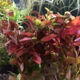 thumbnail image 4 of Bilot 3 Bundles Dark Red Ludwigia Repens Live Aquarium Plants Package Freshwater Fish Tank, 4 of 6