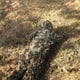 thumbnail image 4 of Trajes Ghillie 3D Camuflaje Woodland JShteea, 4 of 9