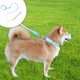 thumbnail image 1 of Correa para perros | Cuerda de Nylon de Color Degradado | A prueba de explosiones y multifuncional | Asa acolchada | Gancho de aleación fuerte | Ligero | 47.24 pulgadas de longitud | Entrenamiento, 1 of 6