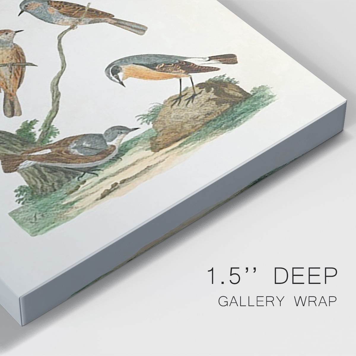 Antique Birds in Nature IV Premium Gallery Wrapped Canvas - Ready to Hang