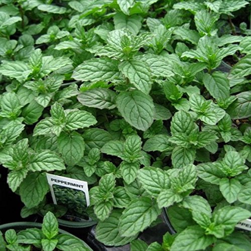 Peppermint Mint Herb Plants- Non GMO- Two (2) Live Plants - Not Seeds -Each 4'-7'tall- in 3.5 Inch Pots