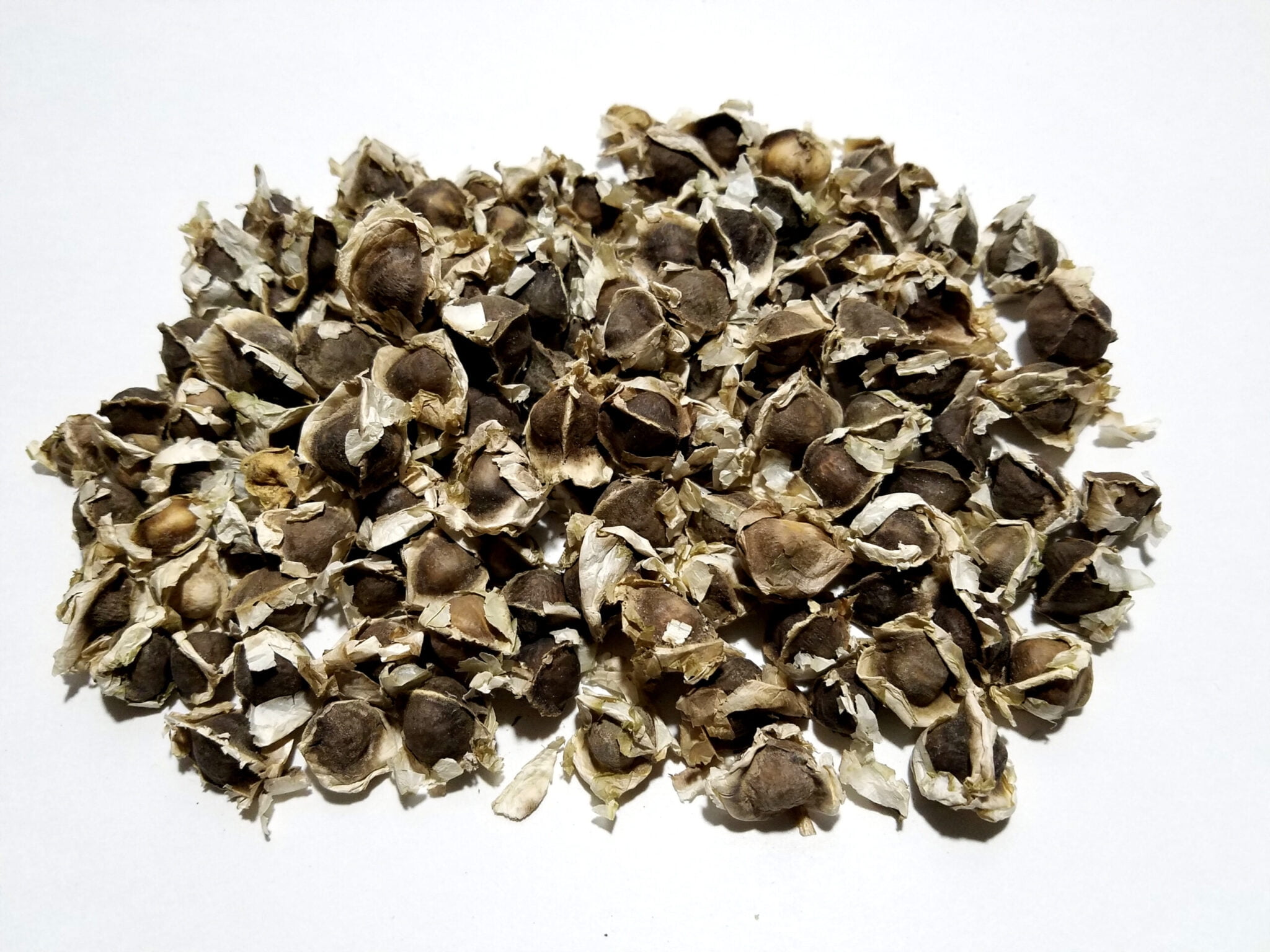 Moringa Oleifera Seeds (Semillas de Moringa) 1 oz