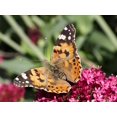 thumbnail image 2 of Butterfly Garden Insect Lore Giant con cupón y figuritas, 2 of 8