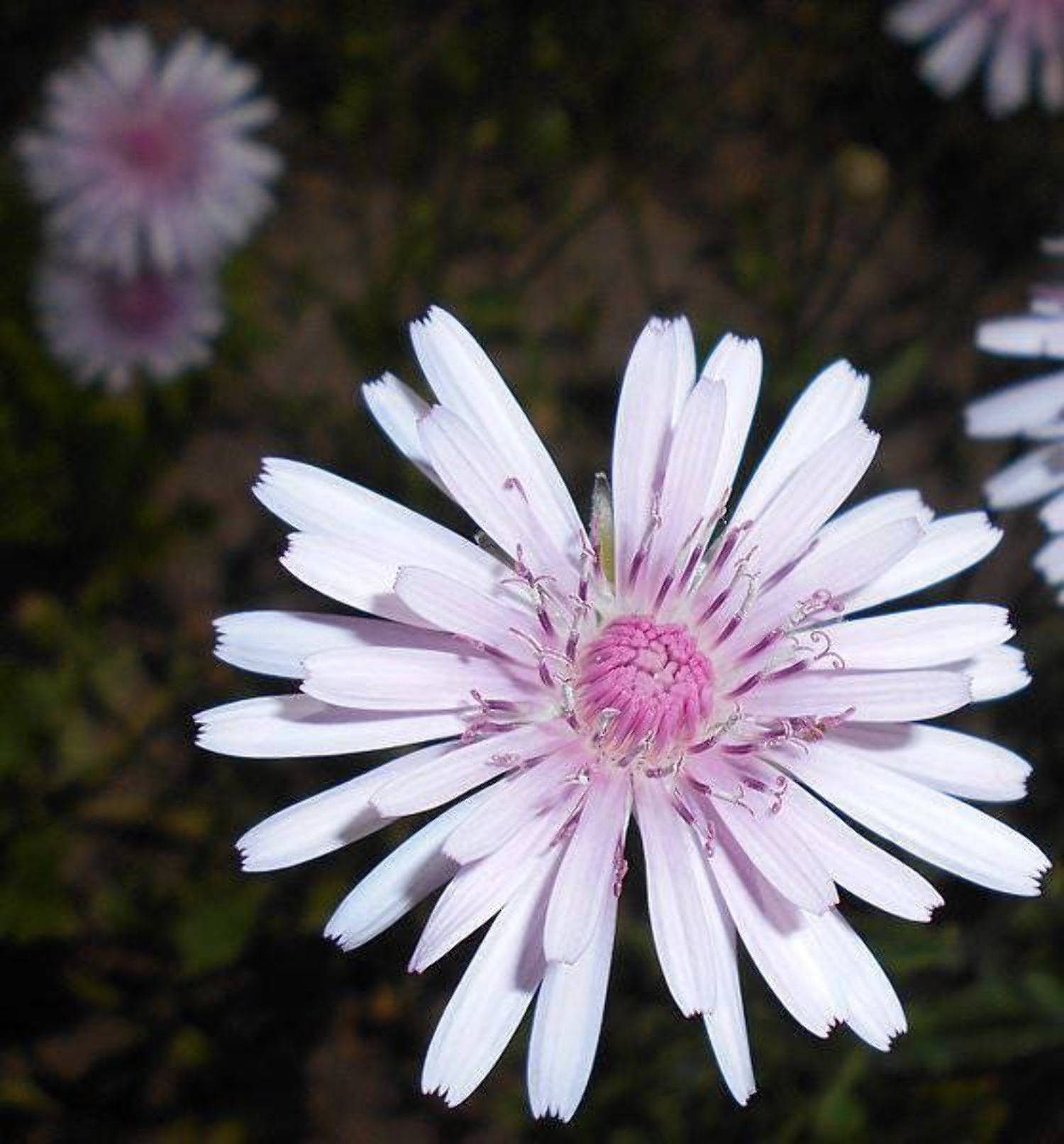 25 PINK HAWKSBEARD Crepis Rubra Flower Seeds Everlasting Daisy Two Tone Double - image 4 of 6