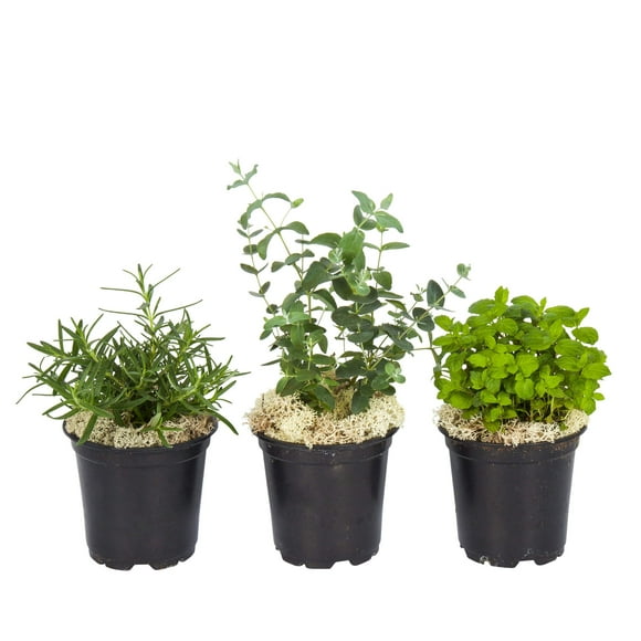 Combinaison d'Herbes Aromatiques et Saines Vivantes dans une Housse Déco - Purificateur d'Air, la Combinaison Comprend du Romarin, de la Lavande et de l'Eucalyptus, 12 Pouces de Hauteur par 6 Pouces de Largeur