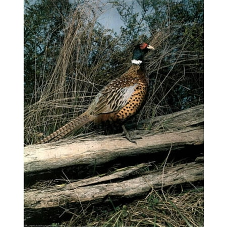 Nfl Hand Signed 16x20 Photograph - Pheasant (Animal) Photo Print Poster Mini Poster - 16x20