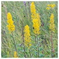 thumbnail image 2 of Everwilde Farms - 1 oz Showy Goldenrod Native Wildflower Seeds - Gold Vault Bulk Seed Packet, 2 of 2