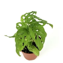 Swiss Cheese Plant Philodendron Adansonii Air Purifying Houseplant, 4" Pot