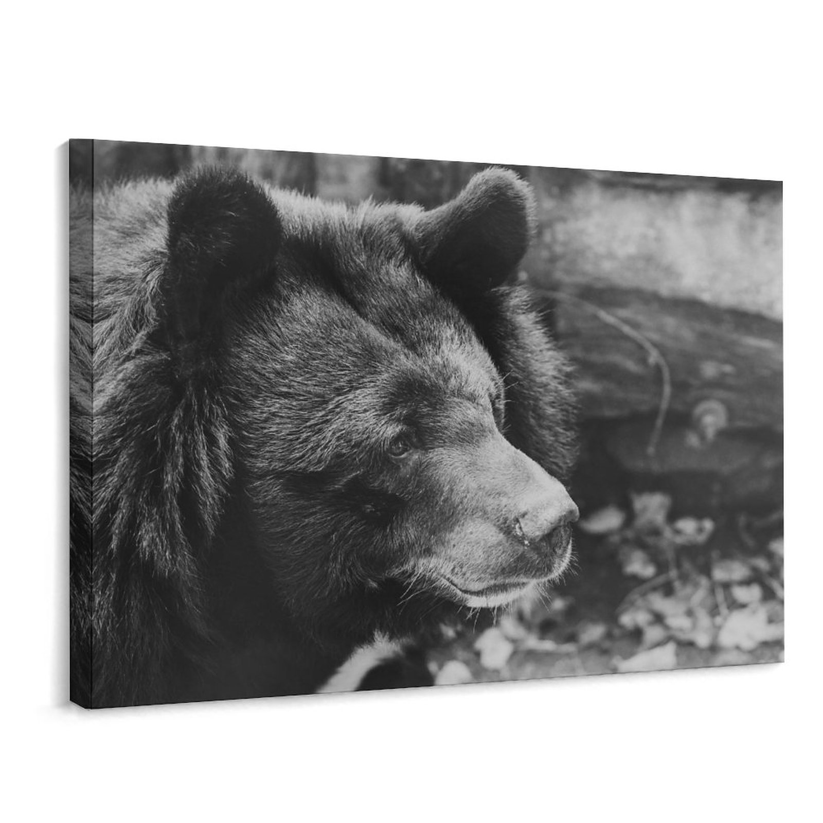 AIKELAN Framed Animals Canvas Wall Art Black and White Background