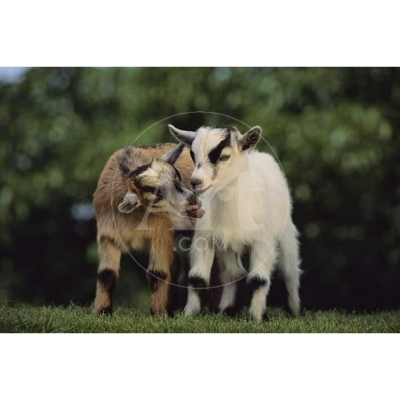 Pygmy Goats, Animals Scenic Unframed Photographic Print Wall Art by DLILLC Sold by Art.Com