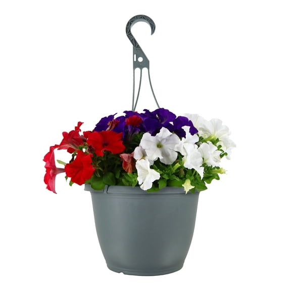 Expert Gardener 15" Red White & Blue Petunia Mix Live Plants in 7" Hanging Basket Full Sun