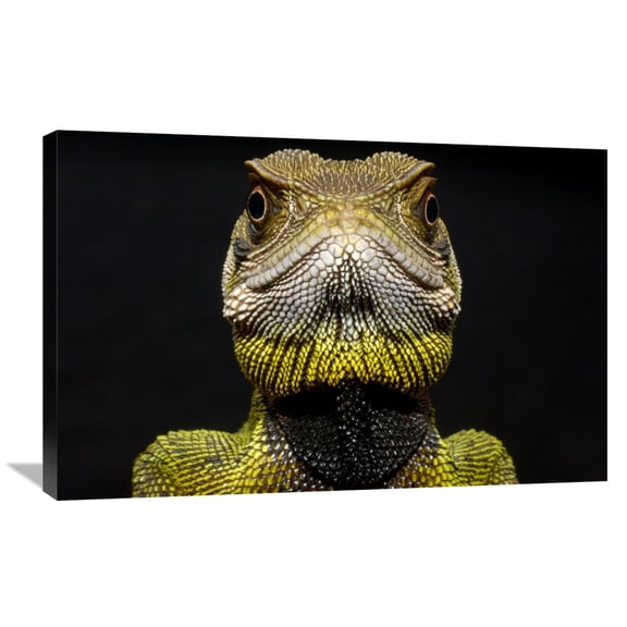 Global Gallery Pete Oxford,'Bocourt's Dwarf Iguana close up, Esmeraldas, Choco Rainforest, Ecuador' Stretched Canvas Artwork