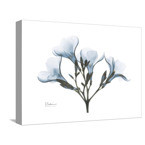 Art.com Oleander Portrait Stretched Canvas Print Wall Art by Albert Koetsier, 16" x 12"
