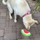 thumbnail image 5 of 4 piezas de juguete para perros con forma de fruta, juguete para perros con forma de comida, juguete para perros con chirrido, juguete para cachorros, 5 of 5
