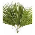 thumbnail image 2 of Palmitos Flor Natural Ramo de 10 tallos Verde 60cm de alto, 2 of 5