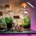 thumbnail image 4 of SYLVANIA A19 LED Grow Light Bulb, 15W Full Cycle White Spectrum Light, Indoor Plants, Non-Dim, 13 Year, 4 of 8
