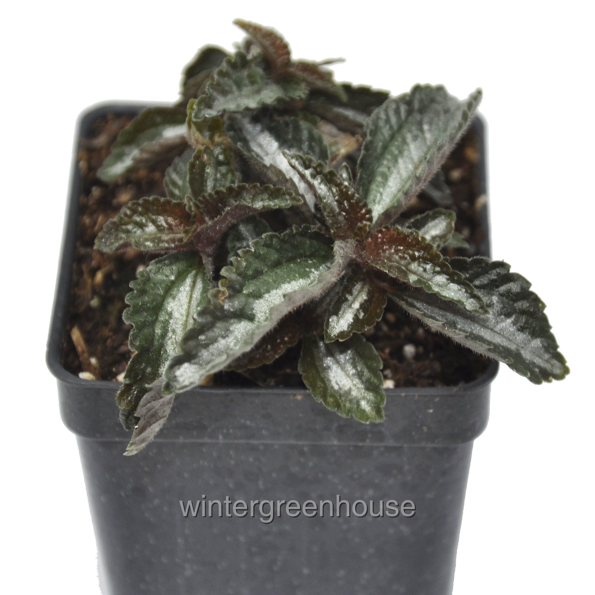 Pilea Silver Tree 3'' from California Tropicals