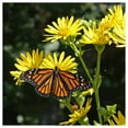 thumbnail image 3 of Everwilde Farms - 75 Cup Plant Native Wildflower Seeds - Gold Vault Jumbo Bulk Seed Packet, 3 of 5