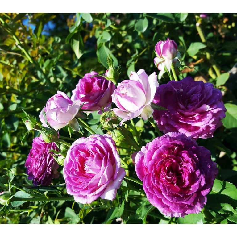 Expert Gardener Dormant Packaged Climbing Garden Rose Live Shrub