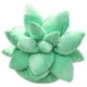 thumbnail image 1 of Almohada Suculenta Para Niños En El Hogar, Cojines 3D Interesantes, Decoración De Ropa De Cama, Regalo De Festival, Cojín Para Sofá matsuzay HA044692-05, 1 of 6