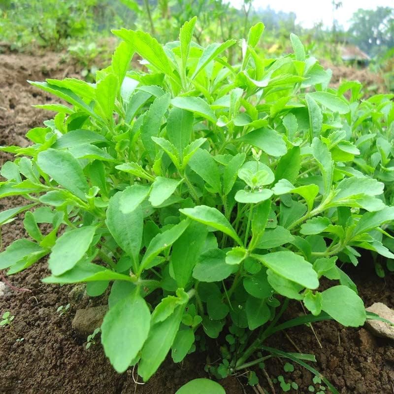 Live Stevia Plant Well Rooted for Planting Outdoor Indoor, Sweetleaf
