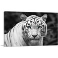 thumbnail image 1 of ARTCANVAS White Tiger Staring Blue Eyes Pop Canvas Art Print - Size: 60" x 40" (1.50" Deep) (3-Piece), 1 of 9