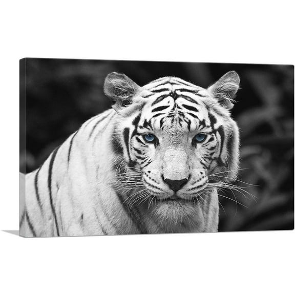 ARTCANVAS White Tiger Staring Blue Eyes Pop Canvas Art Print - Size: 26" x 18" (0.75" Deep)