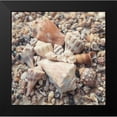 thumbnail image 2 of Mansfield, Kathy 20x20 Black Modern Framed Museum Art Print Titled - Shell Collection II, 2 of 5