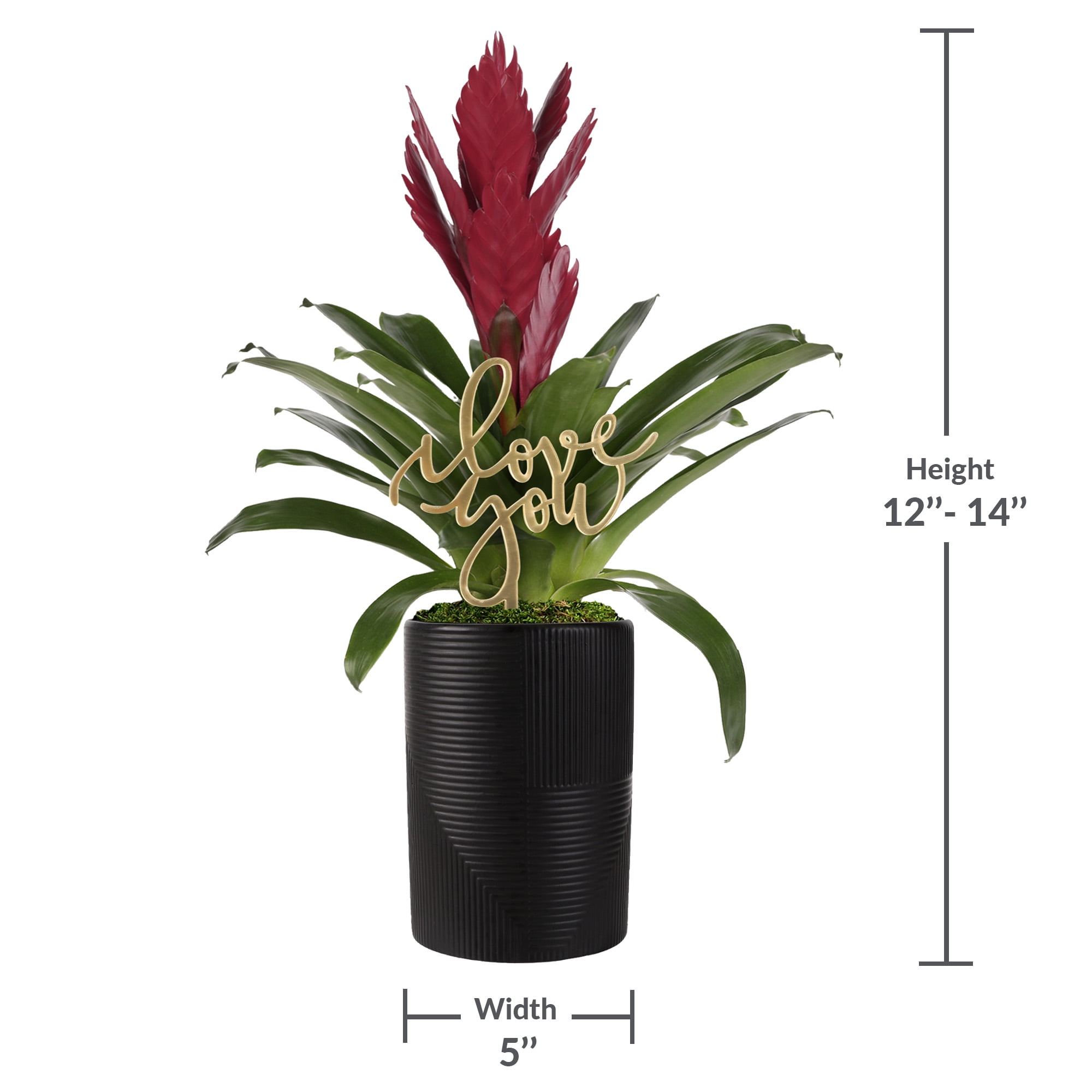 5” Dark Purple Bromeliad in Rockefeller Black Planter – Love You Collection