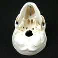 thumbnail image 2 of Modelo anatómico humano LIUYMXG Cráneo Anatomía 92 * 99 * 71 mm, 2 of 5