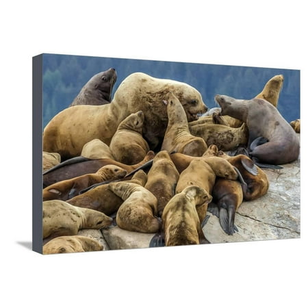 Preserved Sea Fan Steller sea lions, Glacier Bay National Park and Preserve, Alaska Stretched Canvas Print Wall Art By Art Wolfe ()