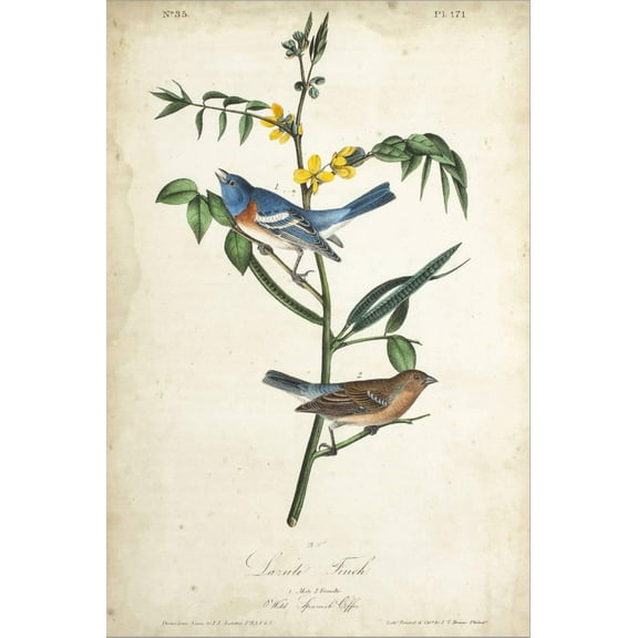 Art.com Delicate Bird and Botanical IV Stretched Canvas Print Wall Art by John James Audubon, 16" x 24"
