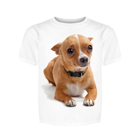 Chihuahua: Scared Tee Girl's -Image by Shutterstock